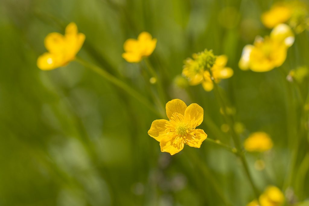 Buttercup Meaning