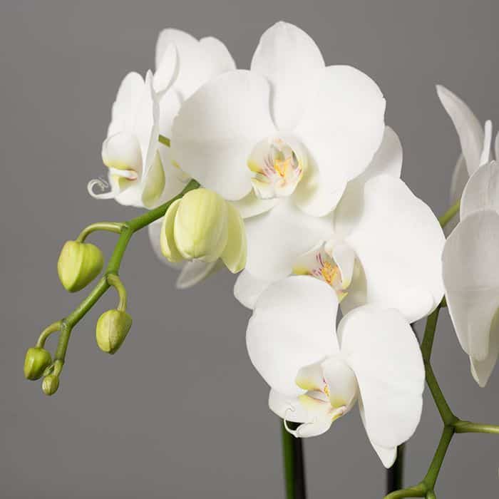 Characteristics of Phalaenopsis Orchid