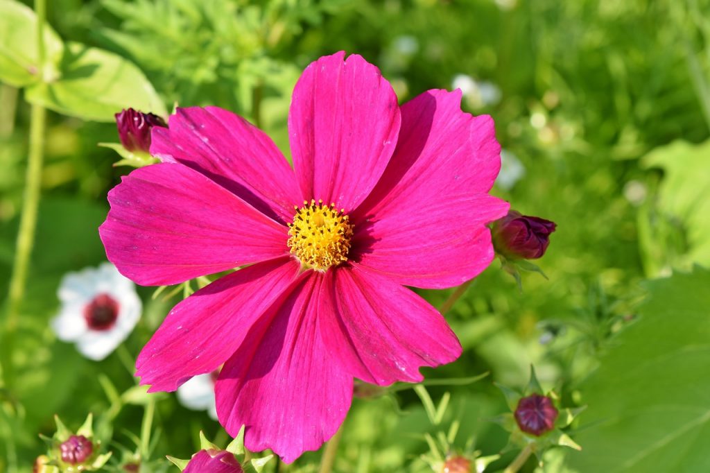 Cosmos Flowers Caring Tips