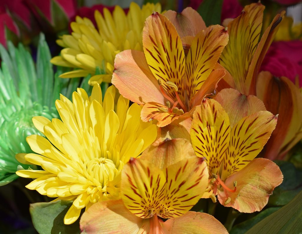 Interesting Facts about Alstroemeria