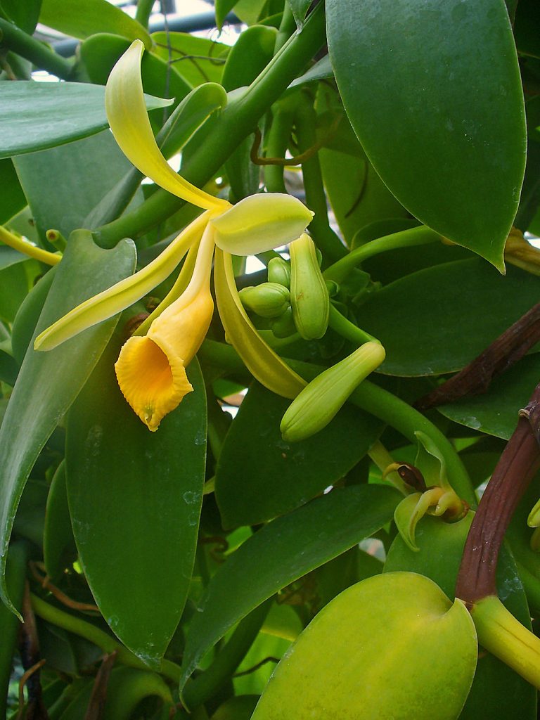 Where to Grow Vanilla Orchid