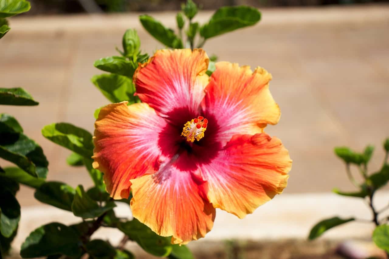 20 Hawaiian Flowers to Create Tropical Garden - MORFLORA