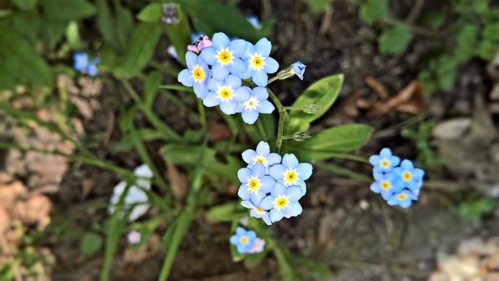How To Care for Forget-Me-Nots