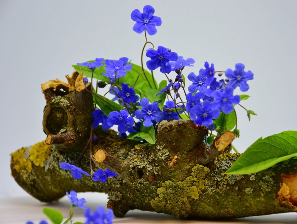 How To Plant Forget-Me-Notst