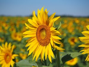 How To Identify Sunflowers 300x225 