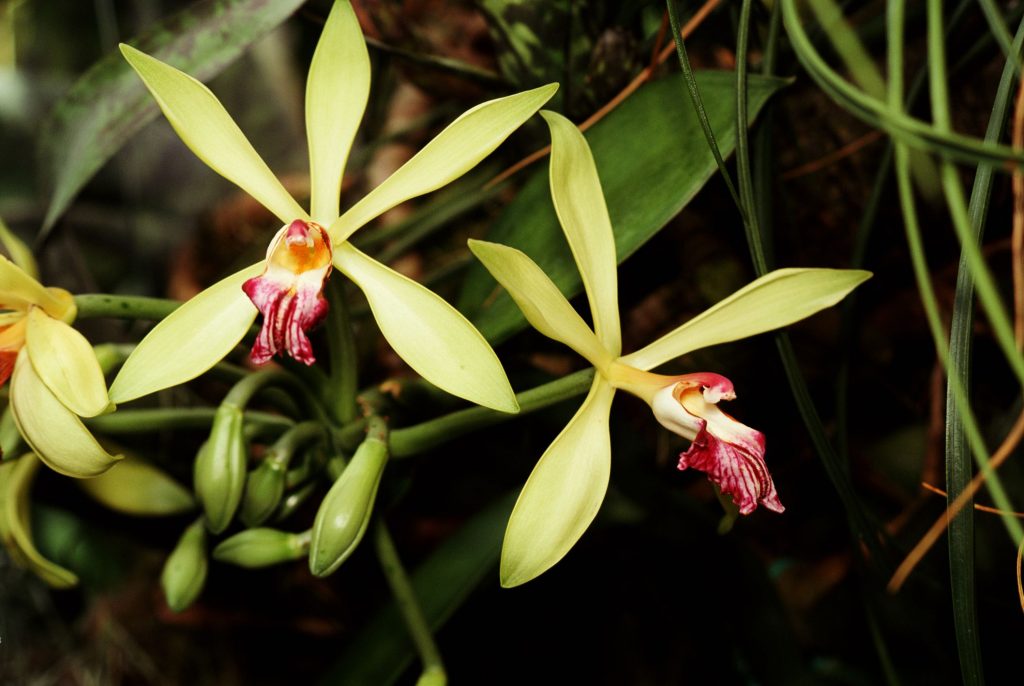 How to Plant Vanilla Orchid