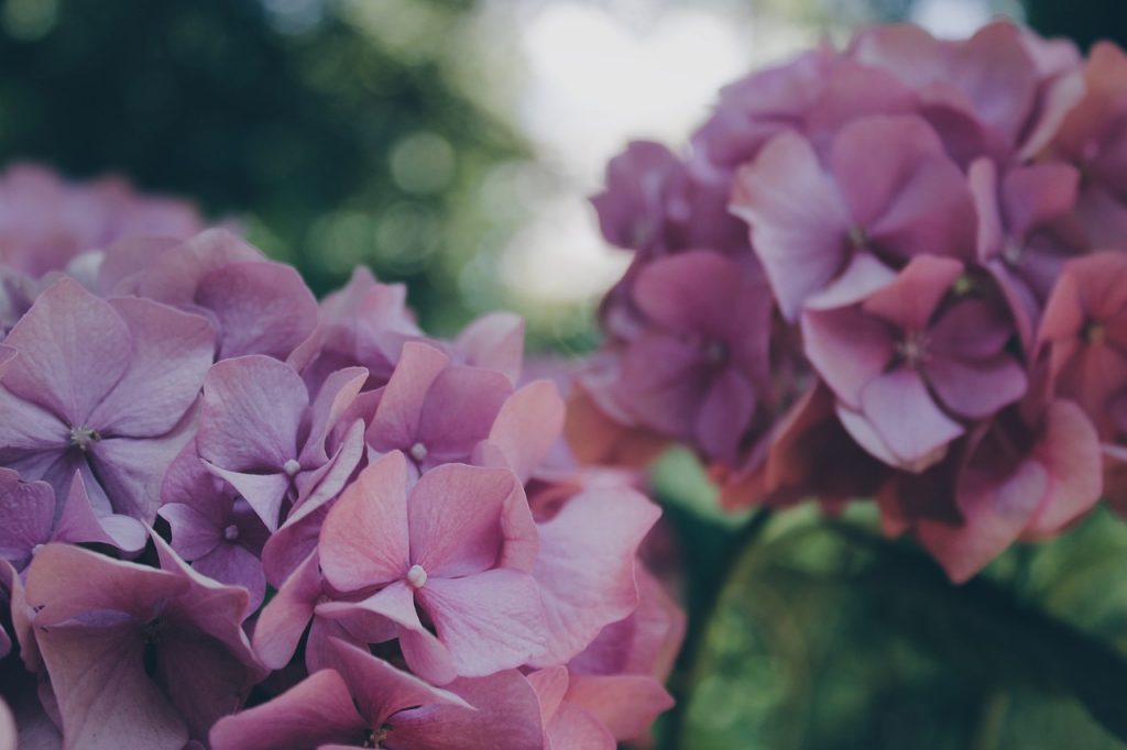 Knowing the History behind Hydrangeas