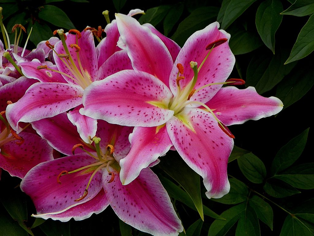 Lily Flower Symbolism and Cultural Meaning
