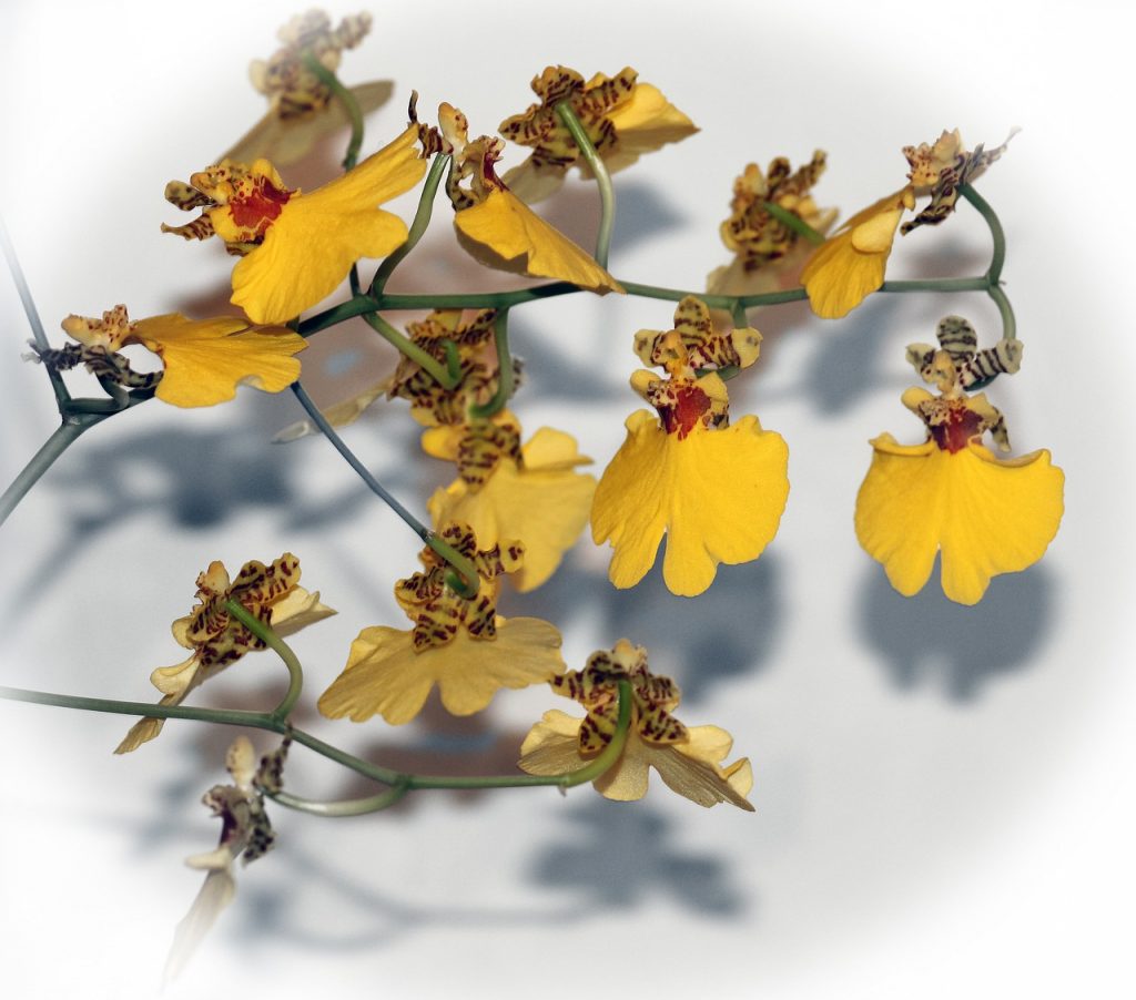 Oncidium Orchid Characteristics