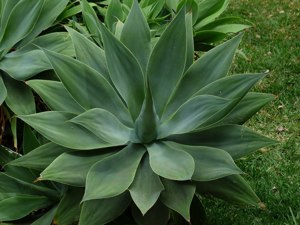 Potting and repotting Agave