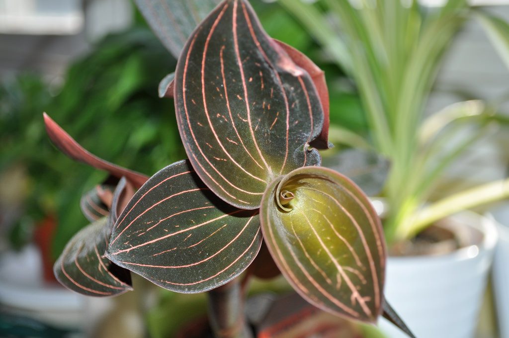 Problems of Jewel Orchid