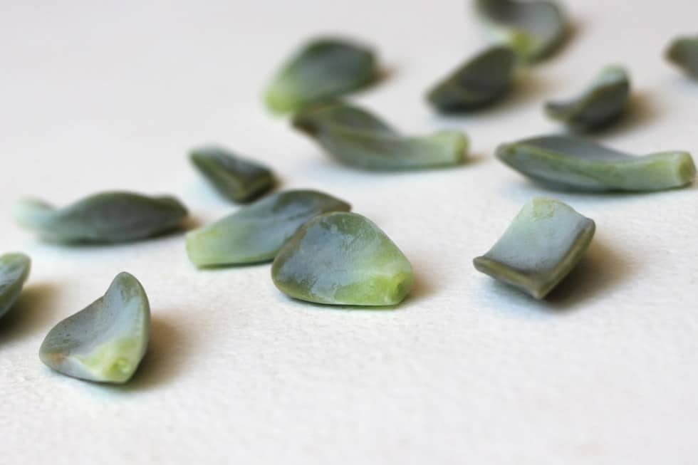 Propagate Succulent from Leaves