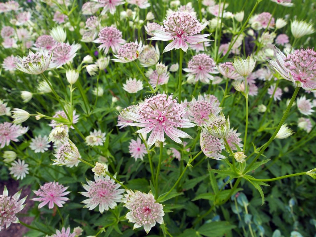 Requirements to Plant Astrantia