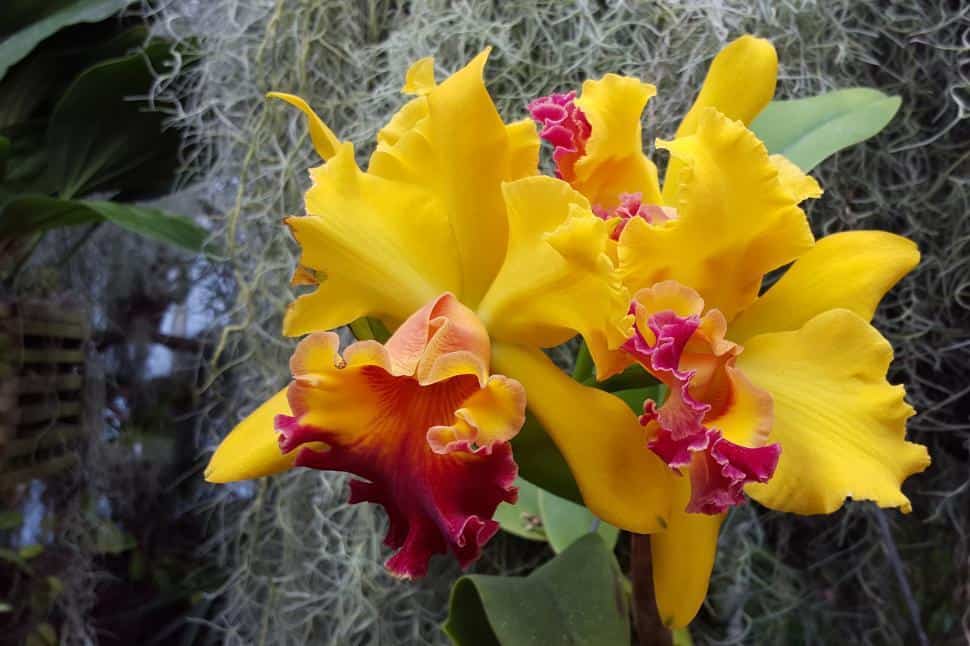 How to Take Care of Cattleya Orchid