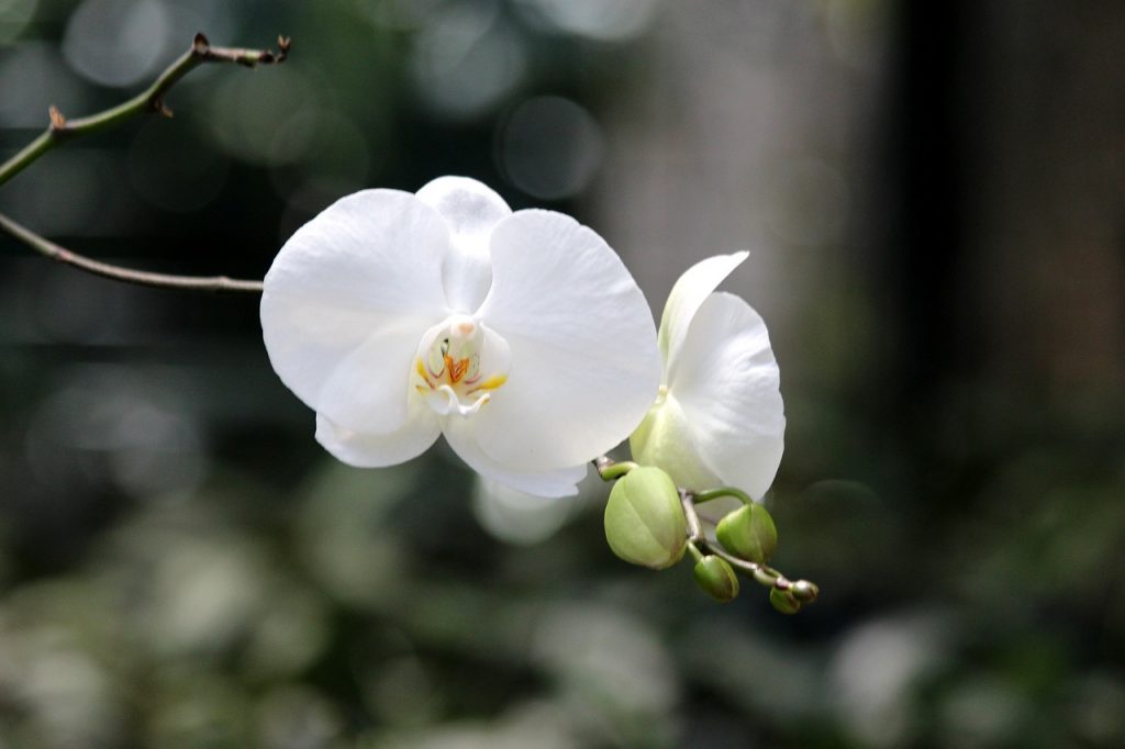Caring for Phalaenopsis orchids