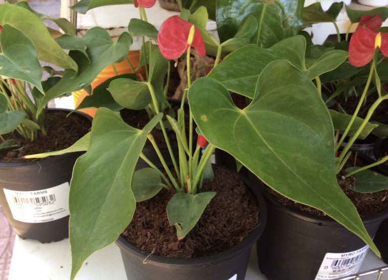 potted flamingo lily care instructions