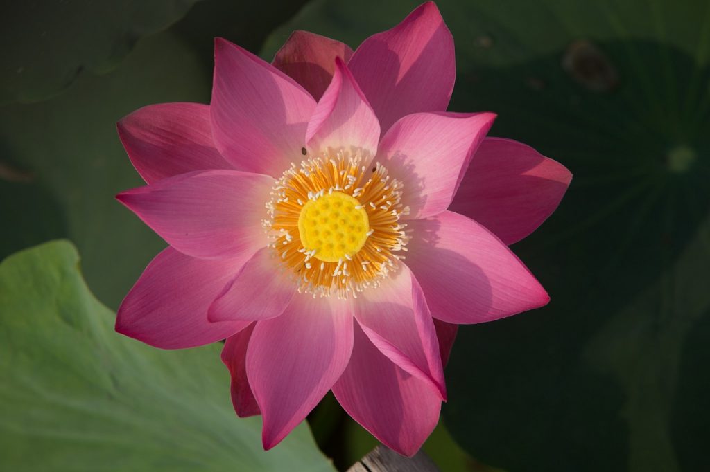 The Colours of Lotus