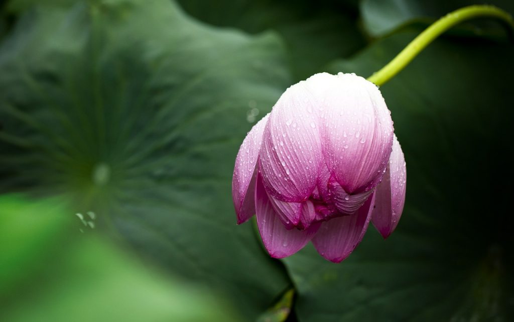 The Etymology of Lotus