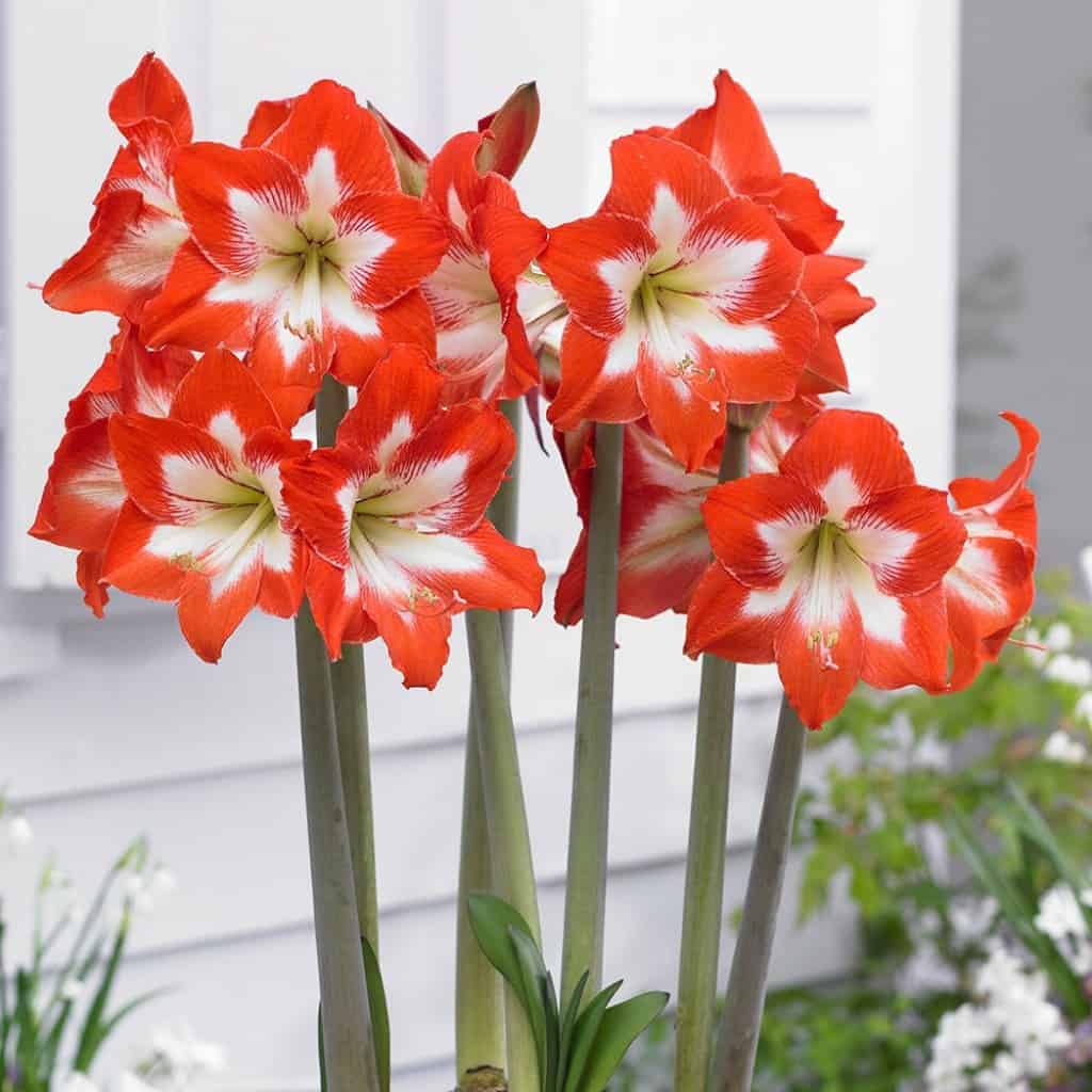 The Meanings of Amaryllis Colors