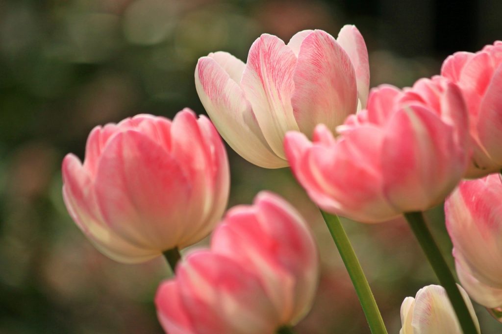 Tulips Meanings