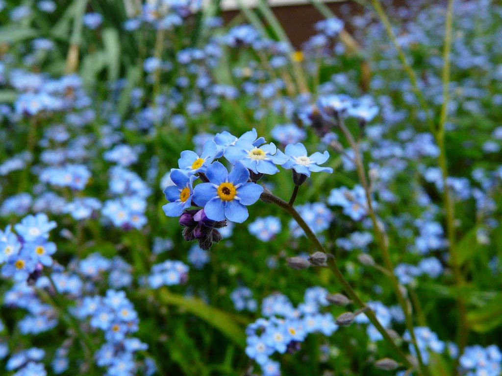 Types of Forget-Me-Not Flowers