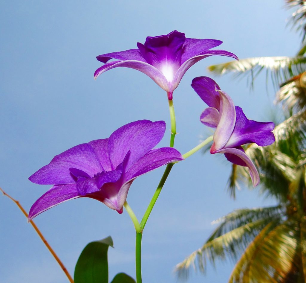 Types of Large Orchids