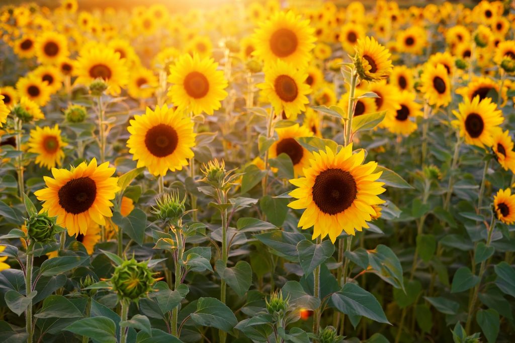 Types of sunflowers