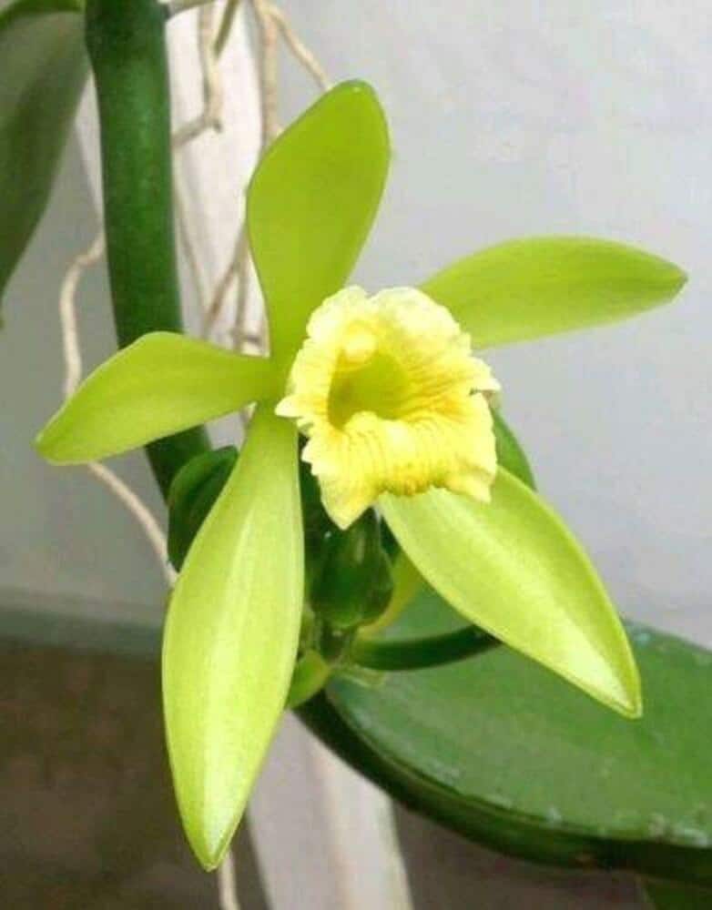 Unusual Orchid Types