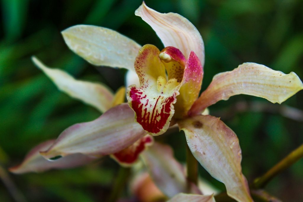 Varieties of Cymbidium Orchid