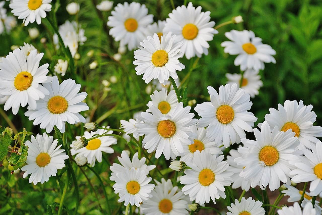 Daisy Flower Meaning And Symbolism Morflora