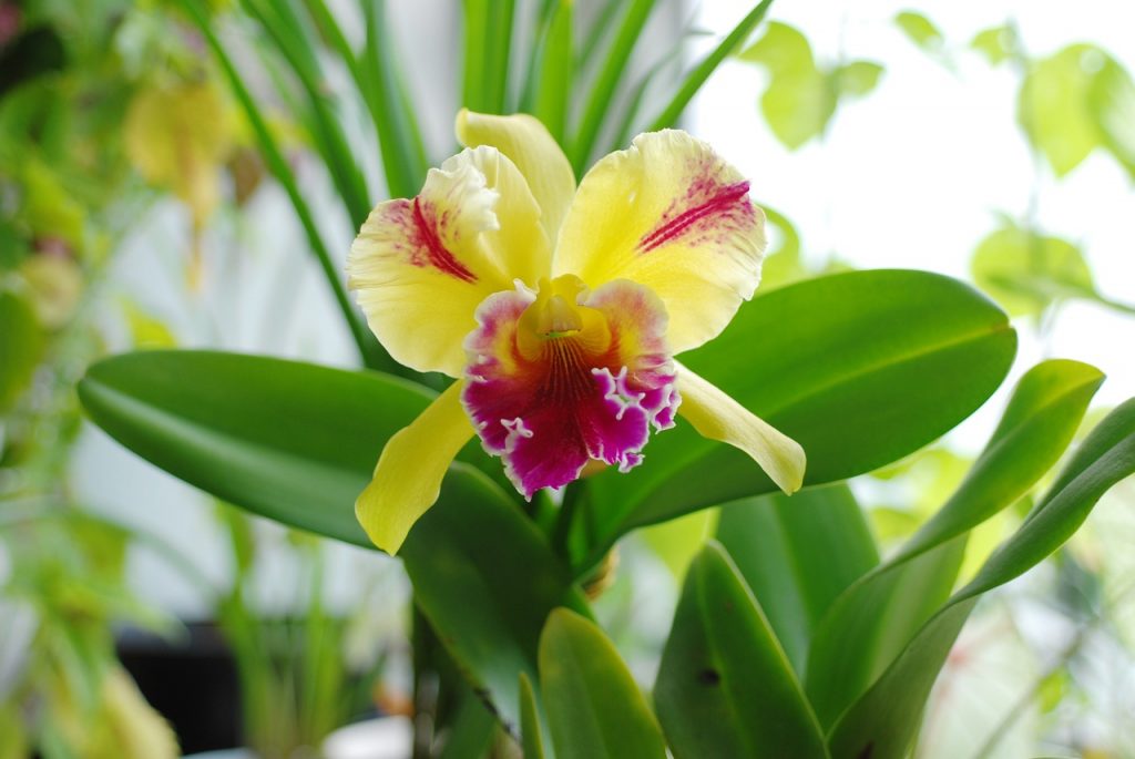 cattleya orchid orchids growing plant flower pixabay yellow morflora cattleyas grow