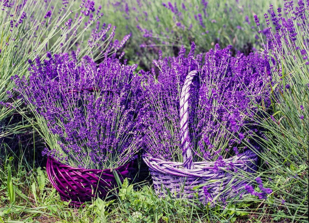 harvesting lavenders