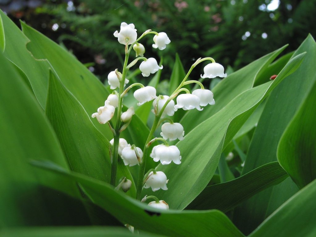 may birth flower - lily of the valley