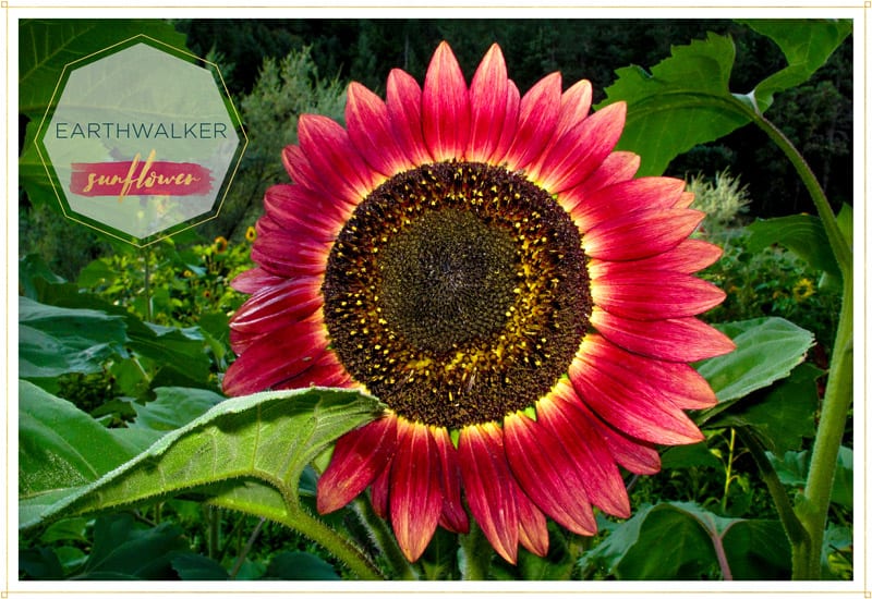Earthwalker Sunflower
