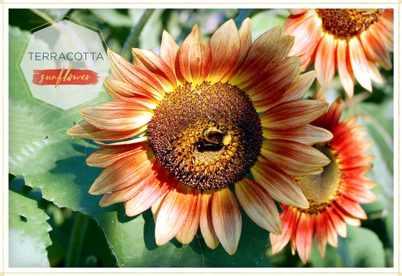 Terracotta Sunflower