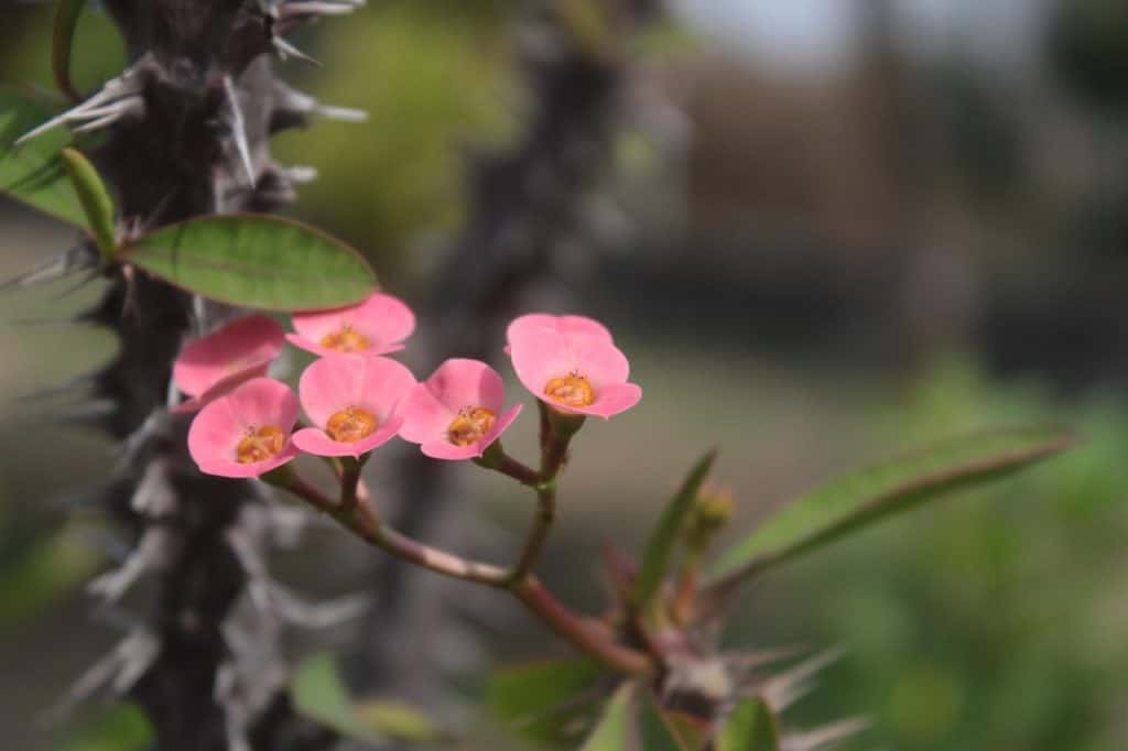 Crown of Thorns Plant Care