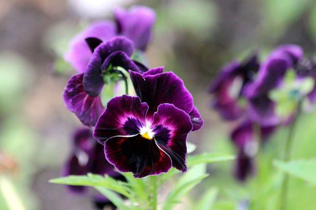 Description of Viola Flower