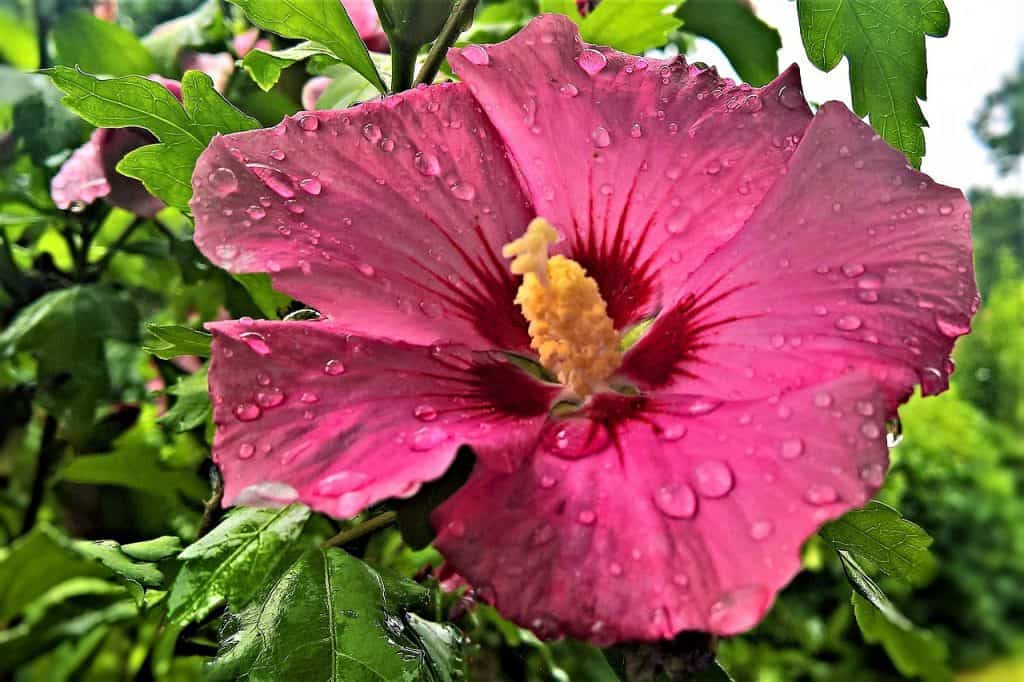 Getting to Know Hibiscus Plant