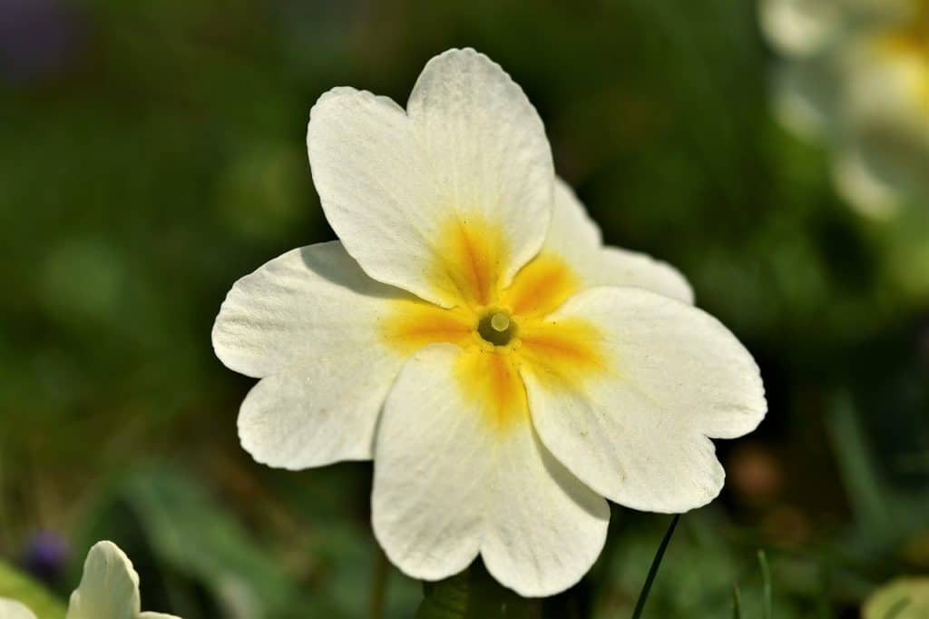 Getting to Know Primrose Flower
