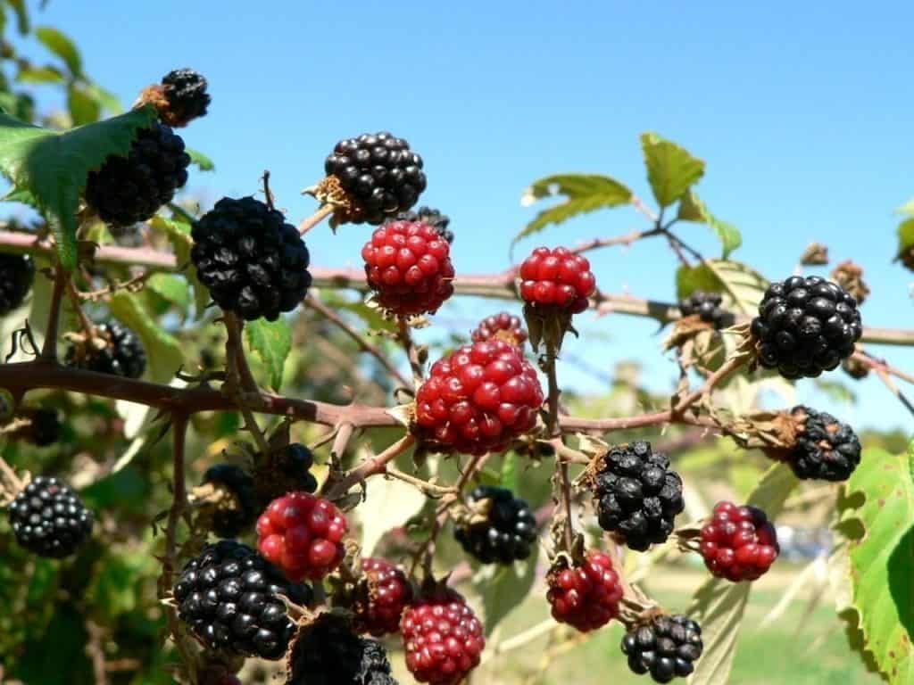 Types of Mulberry Plants