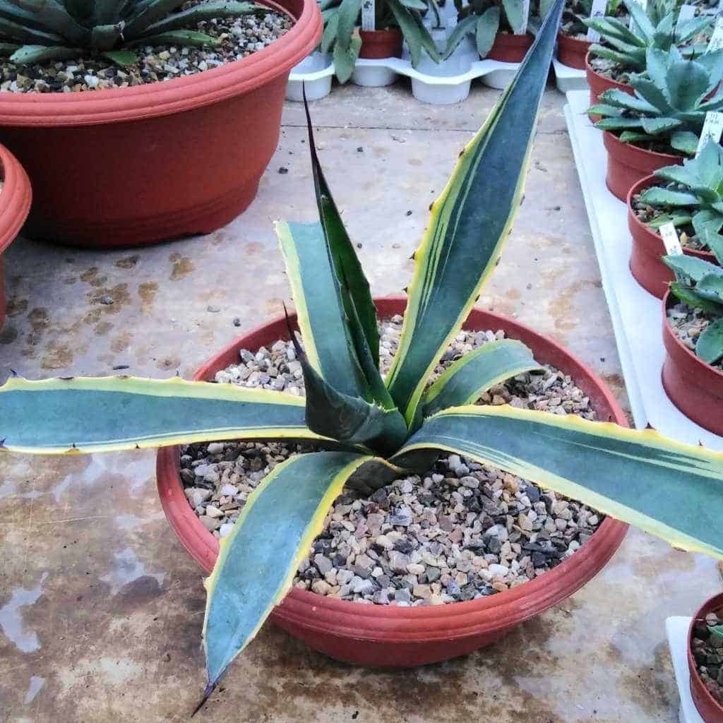 growing century plant
