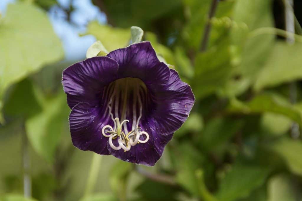 Unique Bat Flower