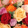 20 Rose Color Meaning - Love and Relationships