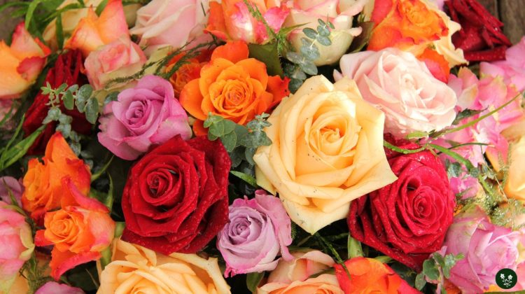 20 Rose Color Meaning - Love and Relationships