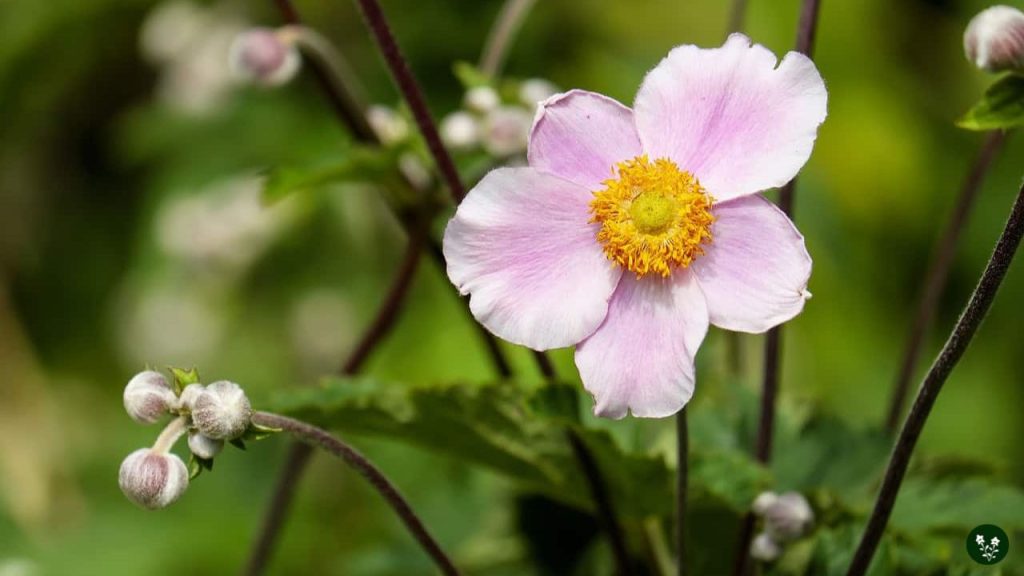 Anemone Flower: Background and Symbolism