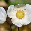 Anemone Flower Meaning and Symbolism