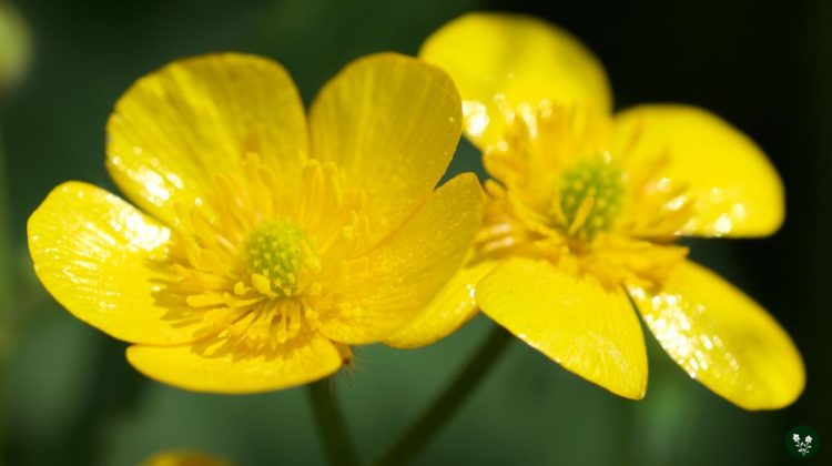 Buttercup Flower Meaning: Myth and Symbolism