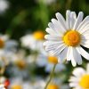 Daisy Flower Meaning and Symbolism