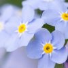 Forget Me Not Flower Meaning: A Spiritual Story