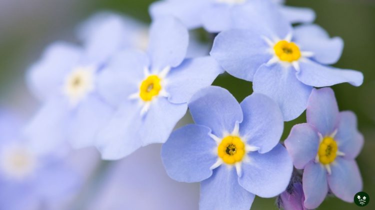 Forget Me Not Flower Meaning: A Spiritual Story